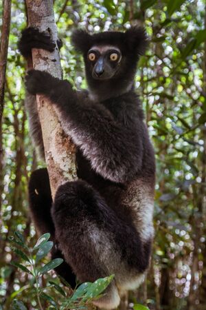 Indri indri, also called the babakoto,  is the largest lemurs of Madagascarの写真素材