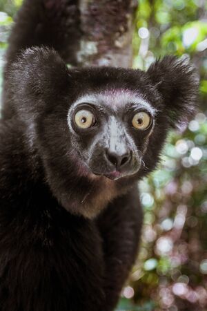 Indri indri, also called the babakoto,  is the largest lemurs of Madagascarの写真素材