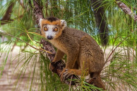 Young crowned lemur (eulemur coronatus)  in his natural environment of Madagascarの写真素材