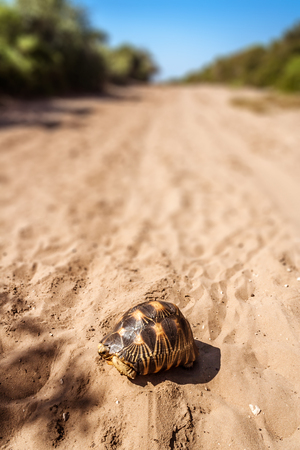 Radiated tortoise (Astrochelys radiata), endemic of southern Madagascarの写真素材