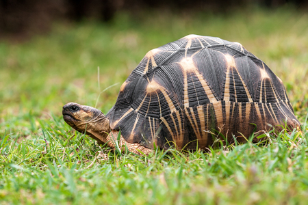 The Radiated tortoise (Astrochelys radiata), endemic of southern Madagascarの写真素材