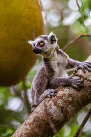 Young Lemur Catta (Maki mococo) in his natural environment of Madagascarの写真素材