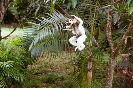 Verreaux's sifaka (Propithecus verreauxi), or "white sifaka", endemic lemur of  Madagascarの写真素材