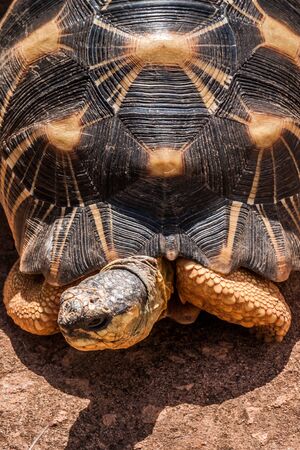 The Radiated tortoise (Astrochelys radiata), endemic of southern Madagascar