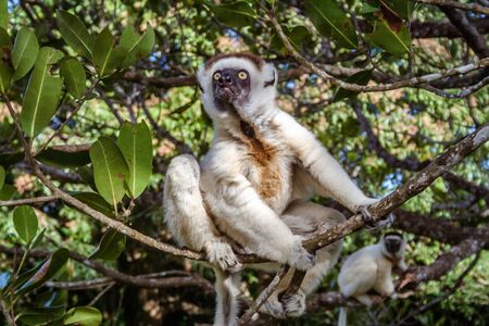 Verreaux's sifaka (Propithecus verreauxi), or "white sifaka", endemic lemur of  Madagascarの写真素材