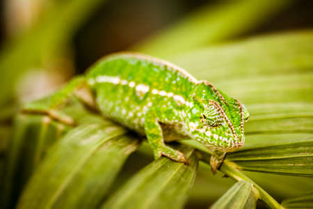 Panther chameleon, endemic reptile of Reunion, Mauritius and Madagascar islands.の写真素材