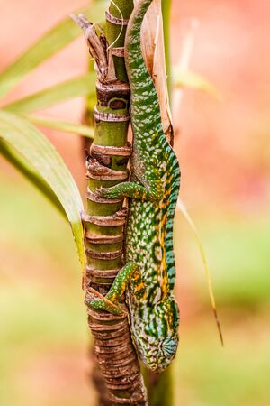 Panther chameleon, endemic reptile of Reunion, Mauritius and Madagascar islands.の写真素材