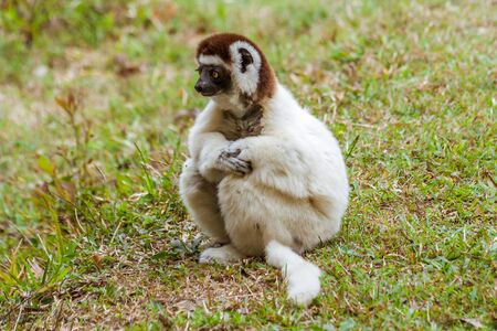 Verreaux's sifaka (Propithecus verreauxi), or "white sifaka", endemic lemur of  Madagascarの写真素材