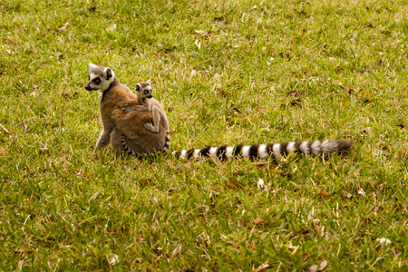 Mom and child Lemurs Catta (Maki mococo) in their natural envoronmant of Madagascarの写真素材