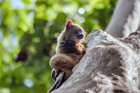 Sportive lemur or lepilemur, small endemic nocturnal lemur of Madagascarの写真素材