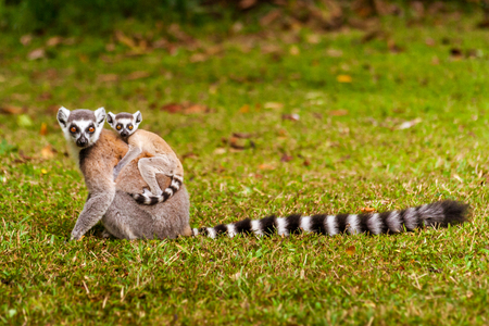 Mom and child Lemurs Catta (Maki mococo) in their natural envoronmant of Madagascarの写真素材