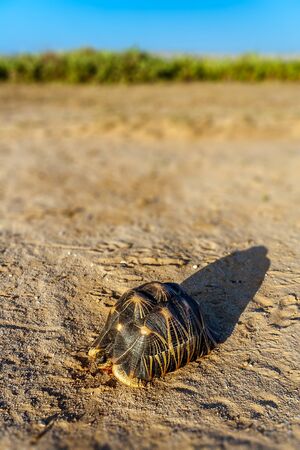 Radiated tortoise (Astrochelys radiata), endemic of southern Madagascarの写真素材