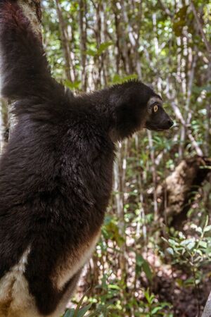 Indri indri, also called the babakoto,  is the largest lemurs of Madagascarの写真素材