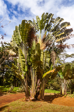 Ravenala madagascariensis, commonly known as traveller's tree of Madagascarの写真素材
