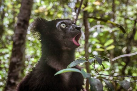 Indri indri, also called the babakoto,  is the largest lemurs of Madagascarの写真素材