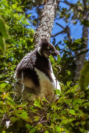 Indri indri, also called the babakoto,  is the largest lemurs of Madagascarの写真素材