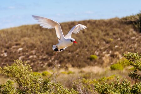Red-billed tropicbird "Paille-en-Queue", seabird of tropical oceansの写真素材