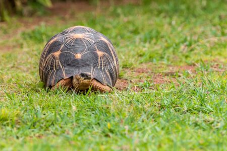 The Radiated tortoise (Astrochelys radiata), endemic of southern Madagascarの写真素材