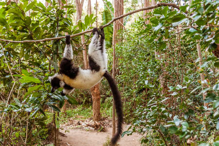 Brown and white lemur Vari (ruffed lemur) in his natural environment of Madagascarの写真素材