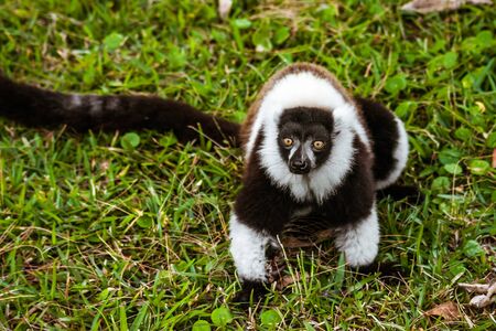 Brown and white lemur Vari (ruffed lemur) in his natural environment of Madagascarの写真素材