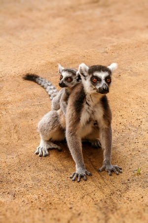 Mom and child Lemurs Catta (Maki mococo) in their natural envoronmant of Madagascarの写真素材