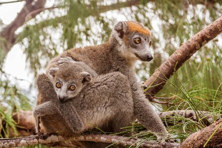 Mom and child Crowned lemur (eulemur coronatus) in their natural environment of Madagascarの写真素材