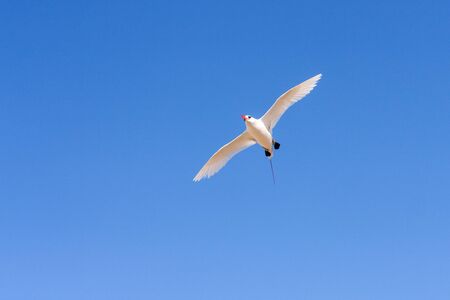 Red-billed tropicbird "Paille-en-Queue", seabird of tropical oceansの写真素材