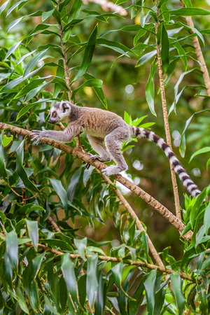 Young Lemur Catta (Maki mococo) in his natural environment of Madagascarの写真素材