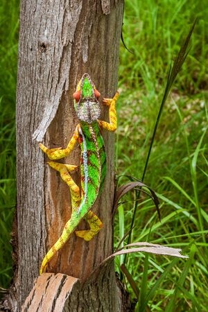 Panther chameleon, endemic reptile of Reunion, Mauritius and Madagascar islands.の写真素材