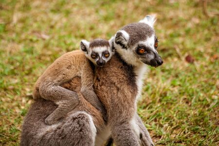 Mom and child Lemurs Catta (Maki mococo) in their natural envoronmant of Madagascarの写真素材