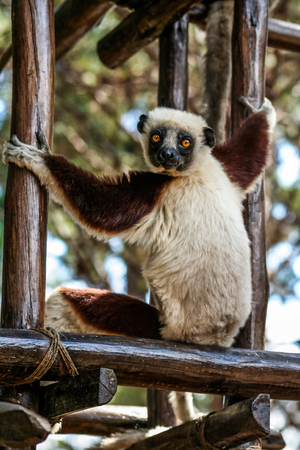 Verreaux's sifaka (Propithecus verreauxi), or white sifaka, endemic lemur of  Madagascar