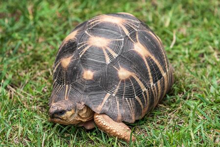 The Radiated tortoise (Astrochelys radiata), endemic of southern Madagascarの写真素材