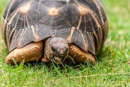 The Radiated tortoise (Astrochelys radiata), endemic of southern Madagascarの写真素材