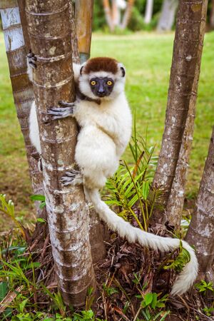 Verreaux's sifaka (Propithecus verreauxi), or "white sifaka", endemic lemur of  Madagascarの写真素材