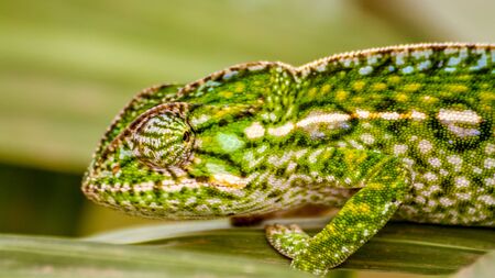 Panther chameleon, endemic reptile of Reunion, Mauritius and Madagascar islands.の写真素材