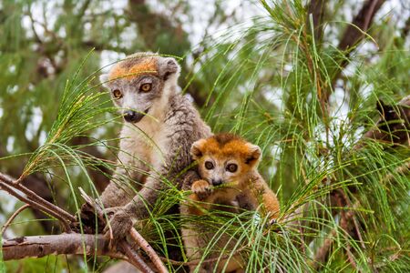 Mom and child Crowned lemur (eulemur coronatus) in their natural environment of Madagascarの写真素材