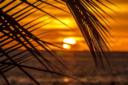 Sunset on the sea in front of a palm leaf silhouetteの写真素材