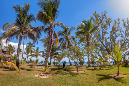 Tropical garden with palm trees in the lawn on the seafrontの写真素材
