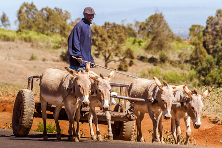 Nanyuki, Kenya, May 20, 2017: Kenyan farmer on his cart pulled by four donkeys in the Kenyan countrysideのeditorial素材