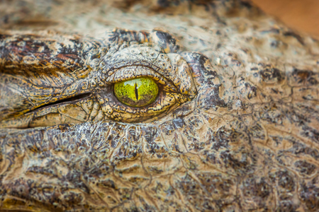 Eye of the Nile crocodile closeupの写真素材