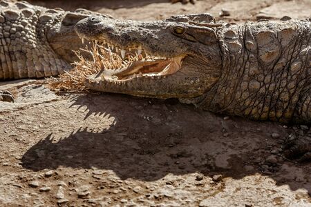 Two Nile crocodiles of Madagascar in a farmの写真素材