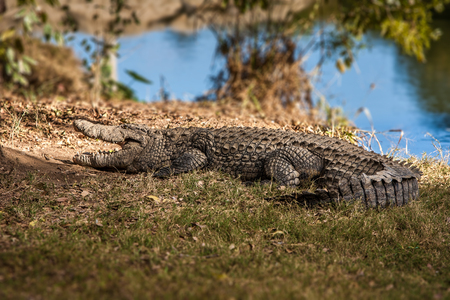 Nile crocodiles of Madagascar in his natural environmentの写真素材