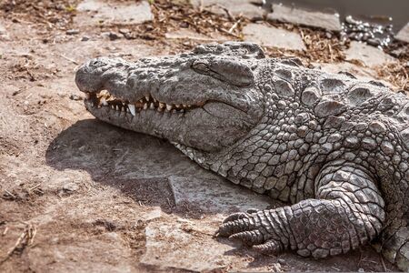 Nile crocodiles of Madagascar in his natural environmentの写真素材