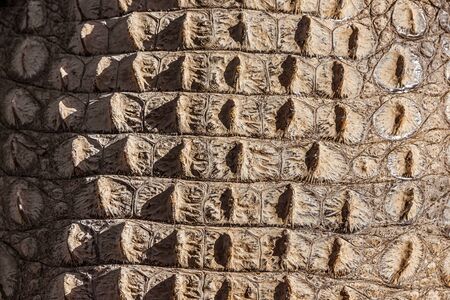 Alive crocodile skin pattern background.の写真素材