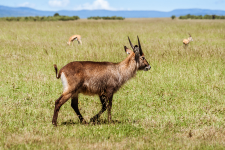 Brown young male antelope Waterbuck (Kobus ellipsiprymnus) in the african savannahの写真素材