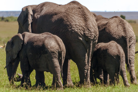 Elephant family walking in the african savannahの写真素材