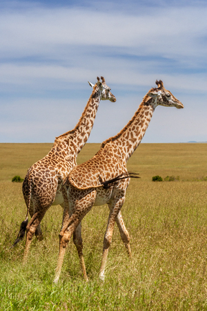 Two giraffes in the african savannahの写真素材