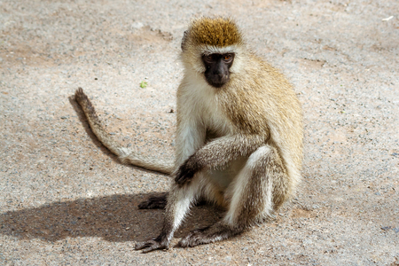 Vervet Monkey (Chlorocebus Pygerythrus) sitting in Nakuru, Kenyaの写真素材