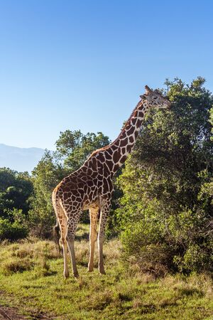 African giraffe, Maasai Mara Game Reserve, Kenyaの写真素材