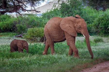 African elephant family in Kenyaの写真素材
